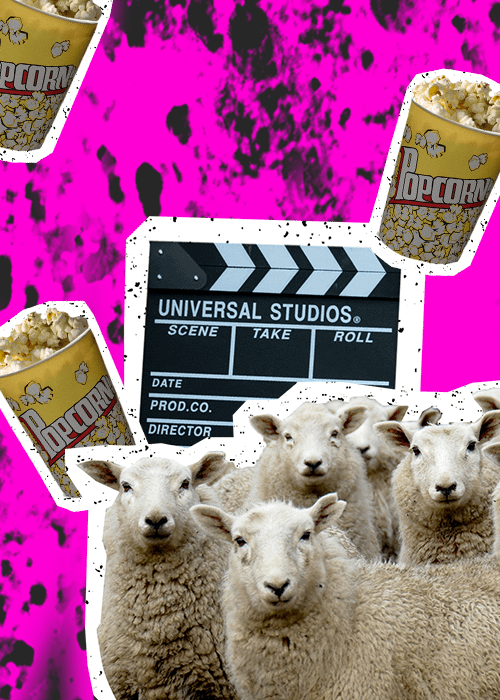 sheep and film