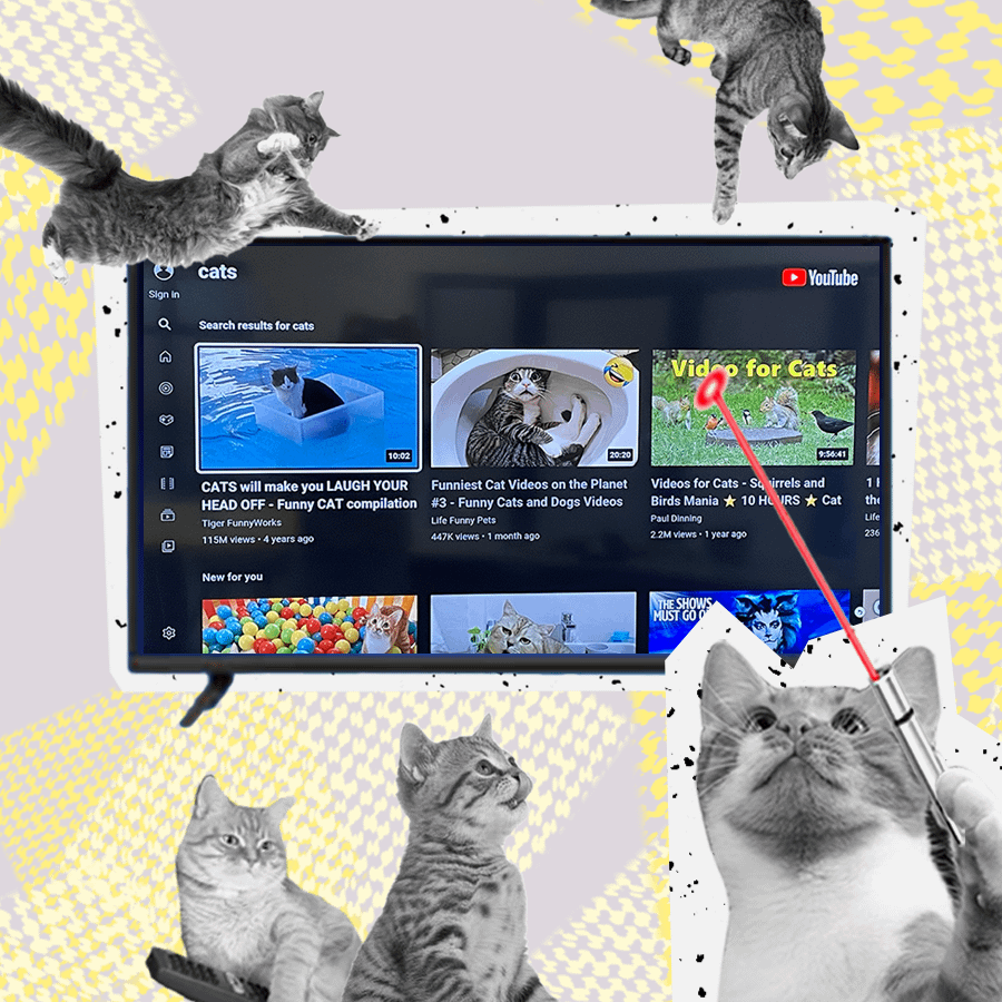 Youtube Cats