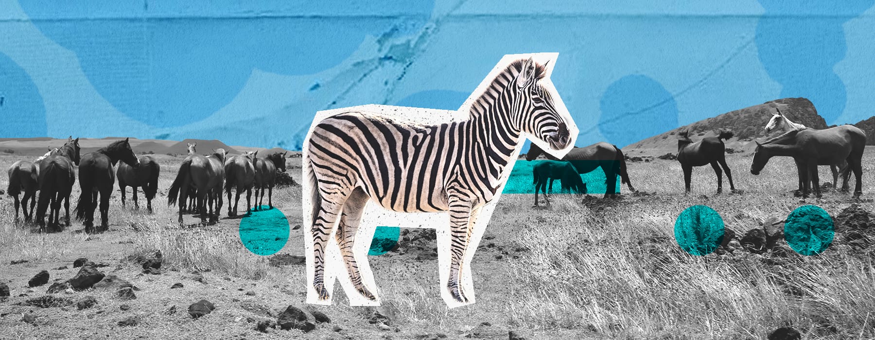 zebra on a blue background